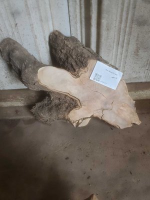 Olive Wood Cookie Lumber