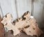 Olive Wood Cookie Lumber