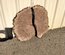Claro Walnut Cookie Lumber