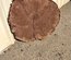 Claro Walnut Cookie Lumber