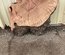 Pacific Madrone Cookie Lumber
