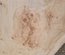 Cottonwood Slab Lumber
