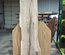 California White Oak / Valley Oak Slab Lumber