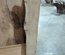 California White Oak / Valley Oak Slab Lumber